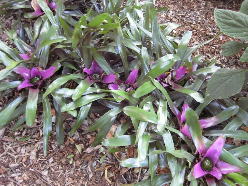neoregelia concentrica plant showing characteristic features