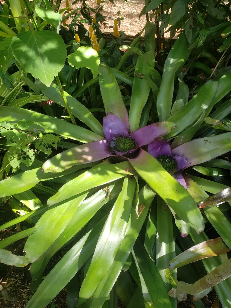 neoregelia concentrica plant showing characteristic features