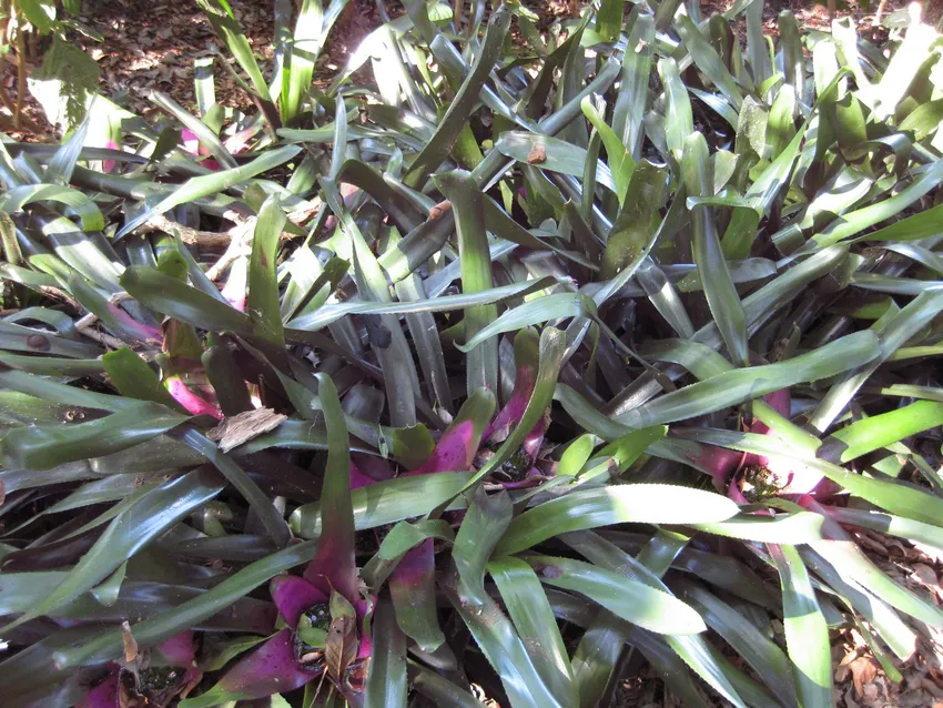 neoregelia concentrica plant showing characteristic features