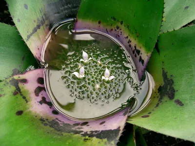 thumbnail neoregelia concentrica