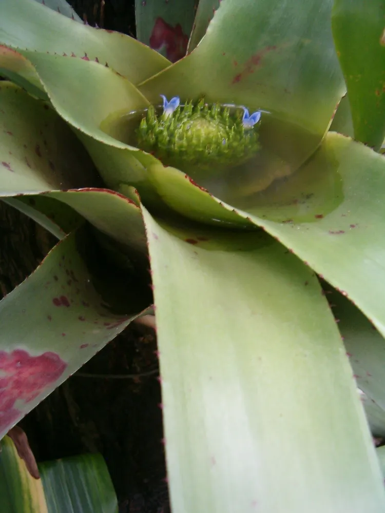 neoregelia cruenta plant showing characteristic features