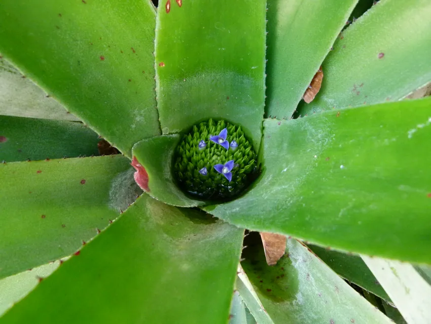 neoregelia cruenta plant showing characteristic features