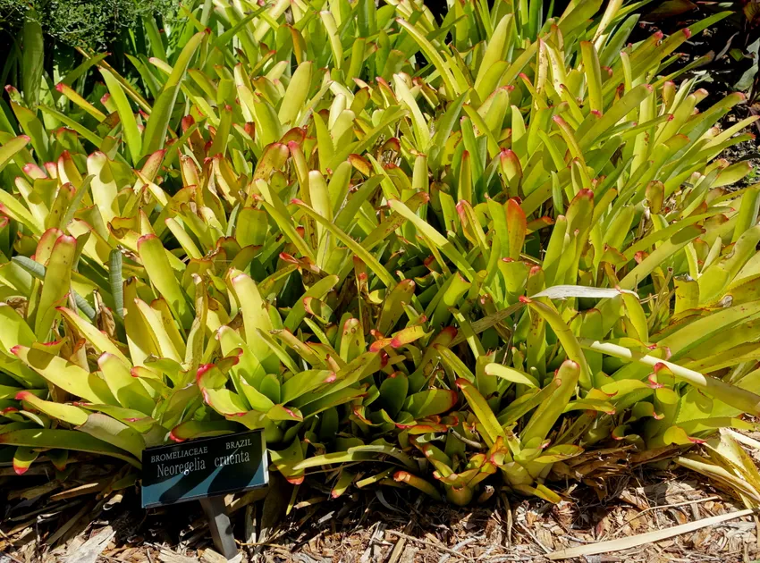 neoregelia cruenta plant showing characteristic features