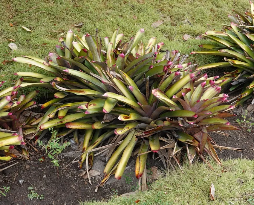 neoregelia cruenta plant showing characteristic features