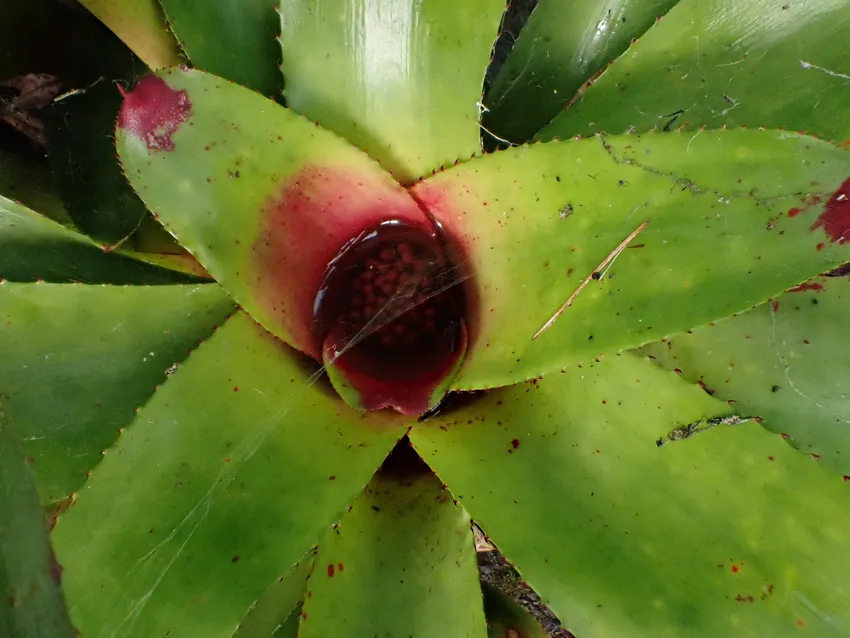neoregelia cruenta plant showing characteristic features