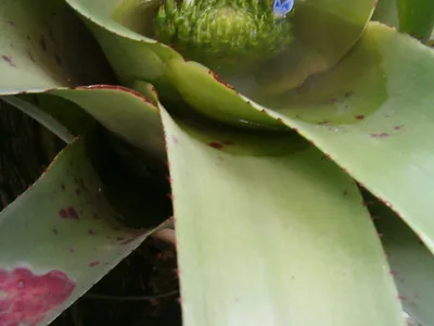thumbnail neoregelia cruenta