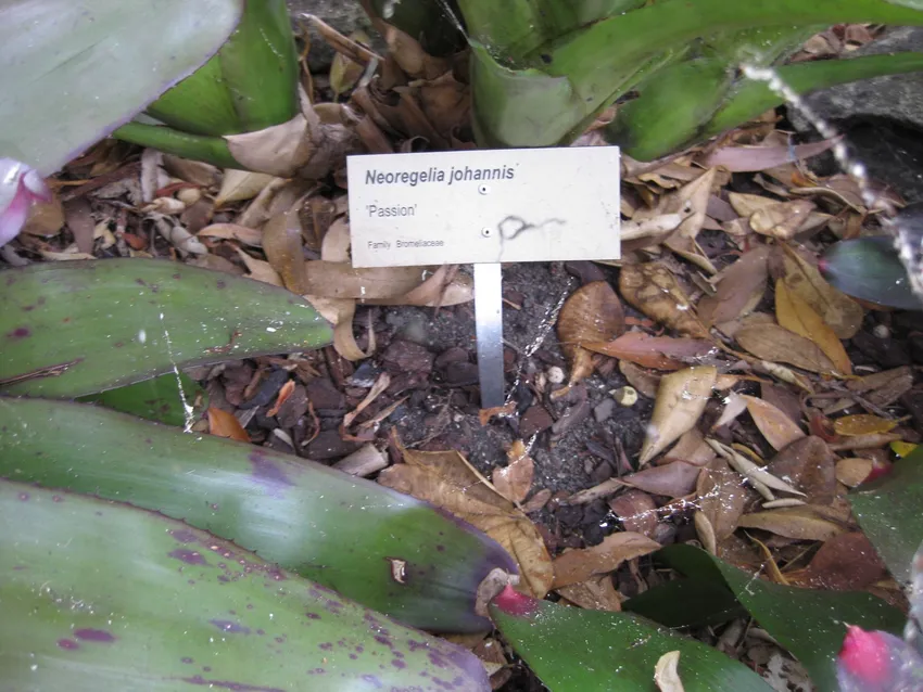 neoregelia johannis plant showing characteristic features