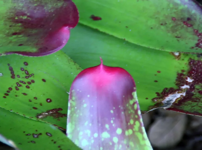 neoregelia johannis plant showing characteristic features