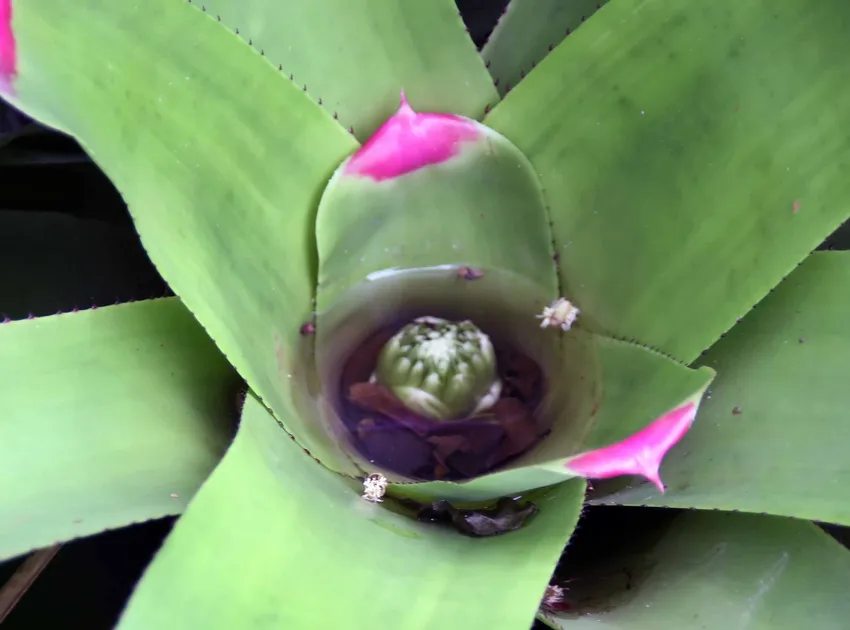 neoregelia johannis plant showing characteristic features