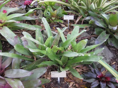 thumbnail neoregelia johannis
