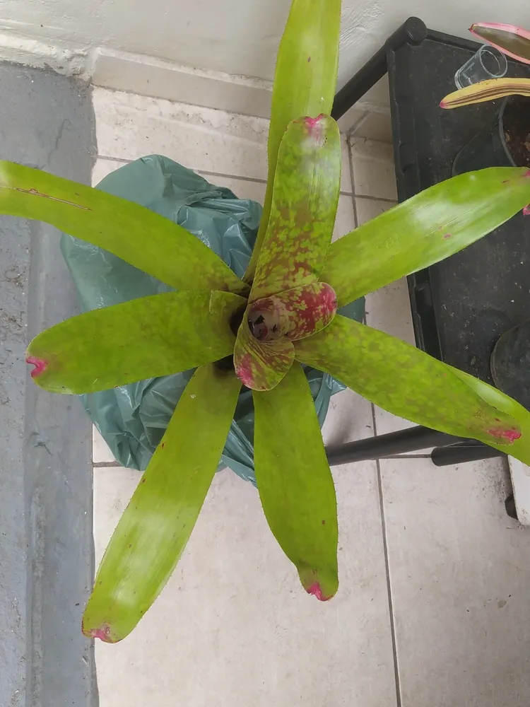 neoregelia marmorata plant showing characteristic features