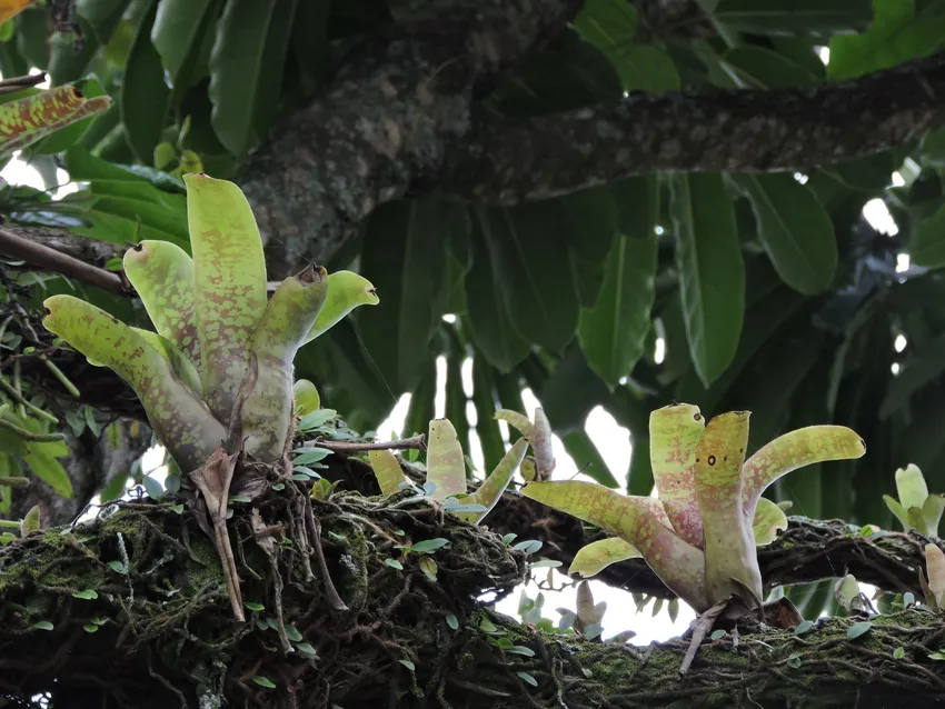 neoregelia marmorata plant showing characteristic features