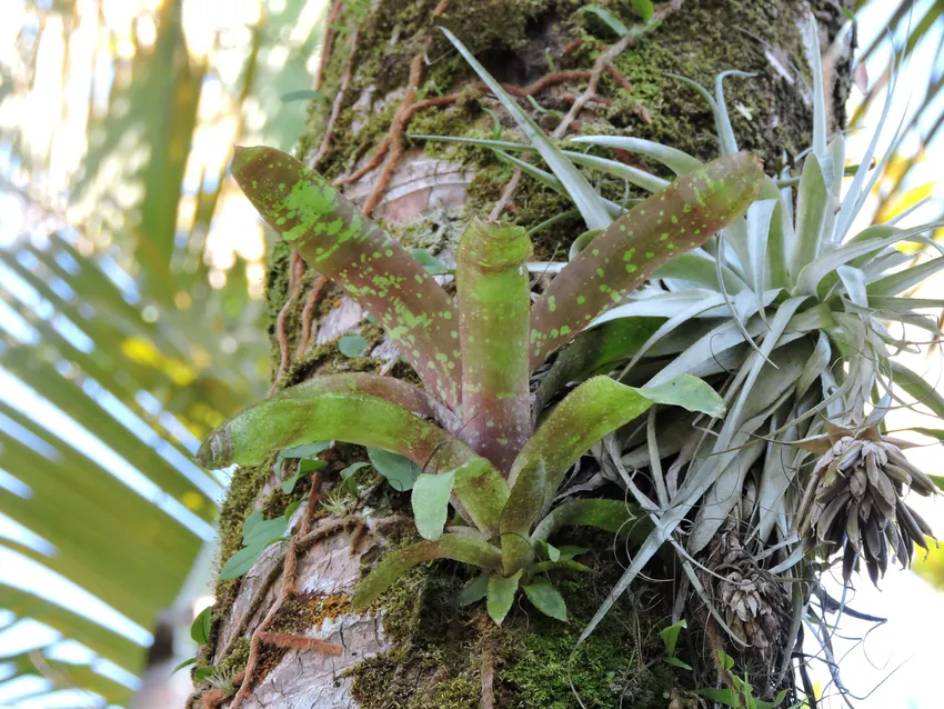 neoregelia marmorata plant showing characteristic features