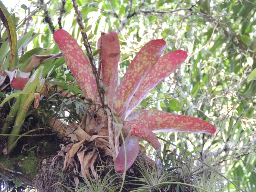 neoregelia marmorata plant showing characteristic features