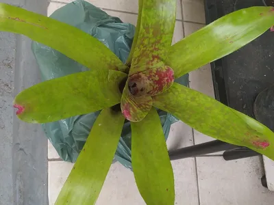 thumbnail neoregelia marmorata