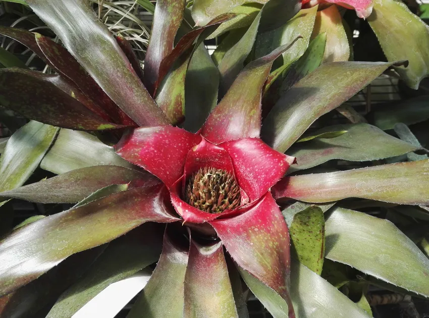 neoregelia olens plant showing characteristic features