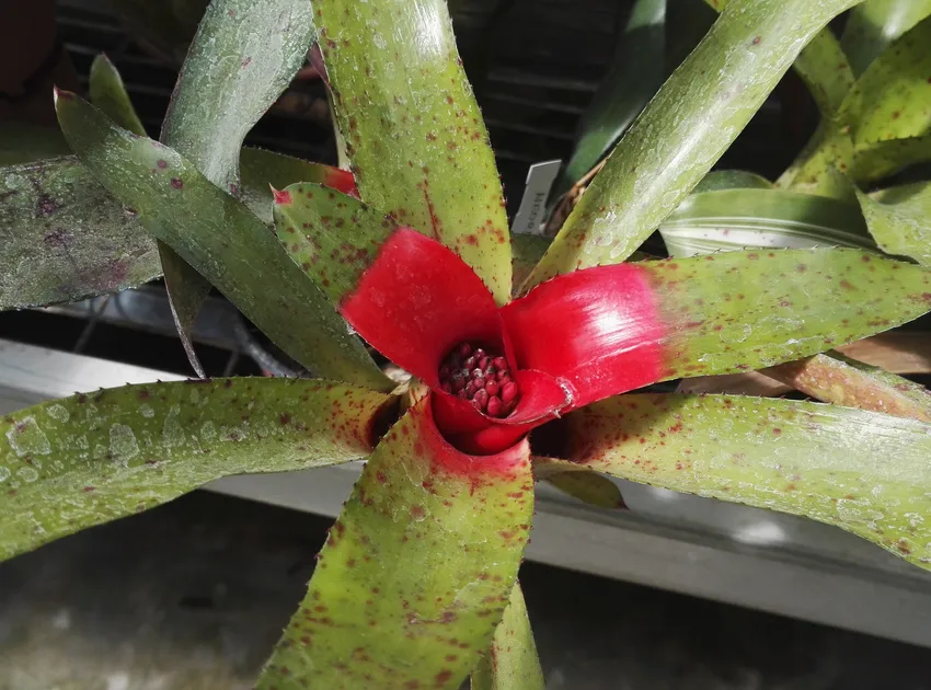 neoregelia olens plant showing characteristic features