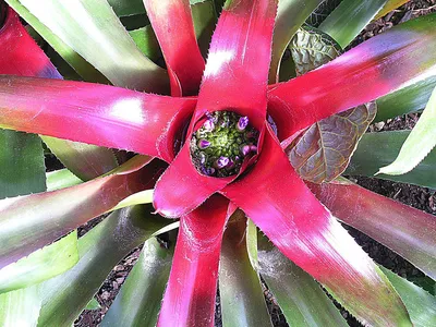 thumbnail neoregelia olens