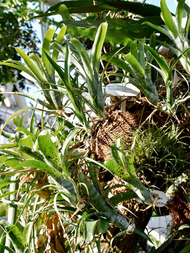 neoregelia pauciflora plant showing characteristic features
