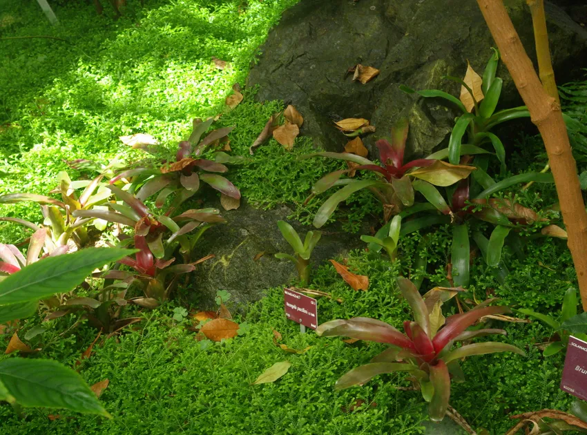 neoregelia pauciflora plant showing characteristic features