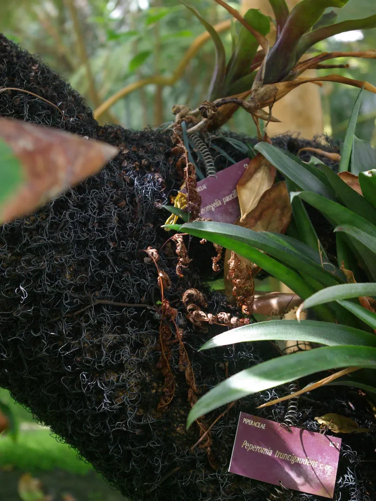 neoregelia pauciflora plant showing characteristic features