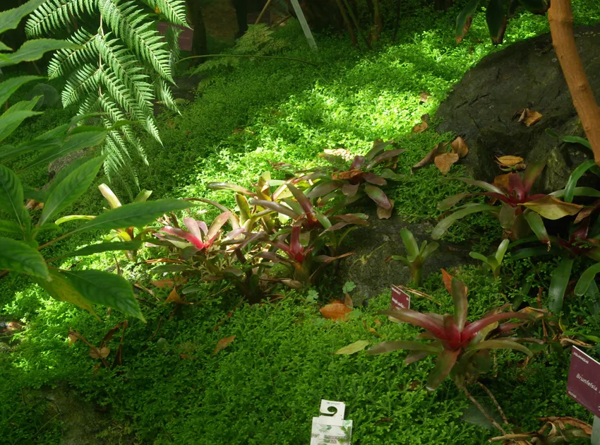 neoregelia pauciflora plant showing characteristic features