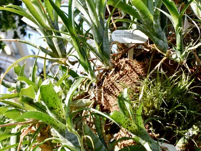 thumbnail neoregelia pauciflora