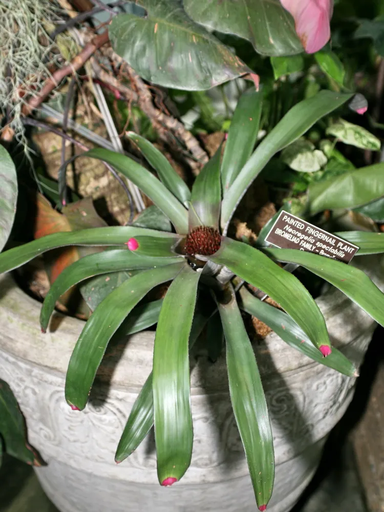 neoregelia spectabilis plant showing characteristic features