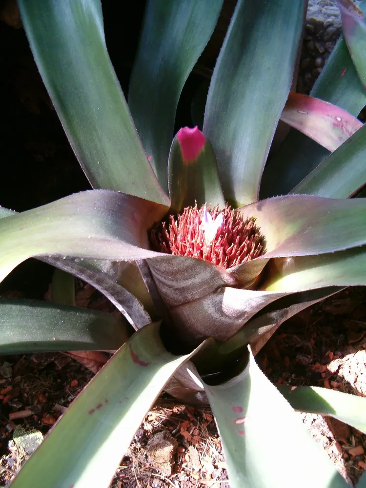 neoregelia spectabilis plant showing characteristic features