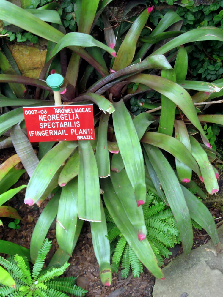 neoregelia spectabilis plant showing characteristic features