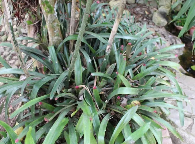 neoregelia spectabilis plant showing characteristic features