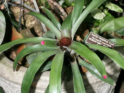 thumbnail neoregelia spectabilis