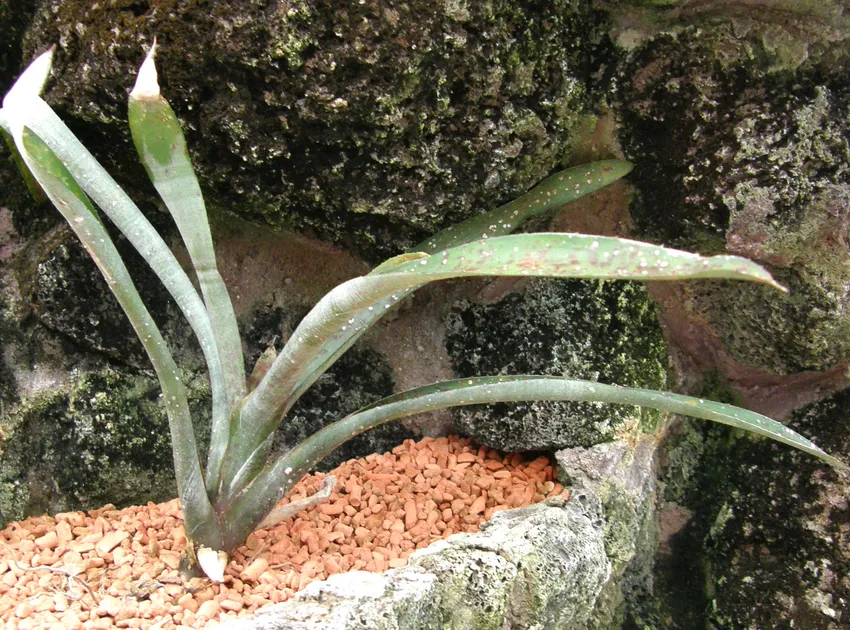 neoregelia tristis plant showing characteristic features