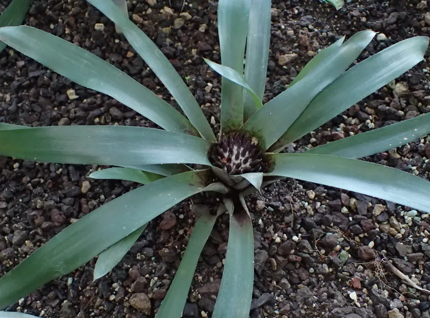 neoregelia tristis plant showing characteristic features