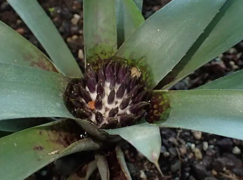 neoregelia tristis plant showing characteristic features