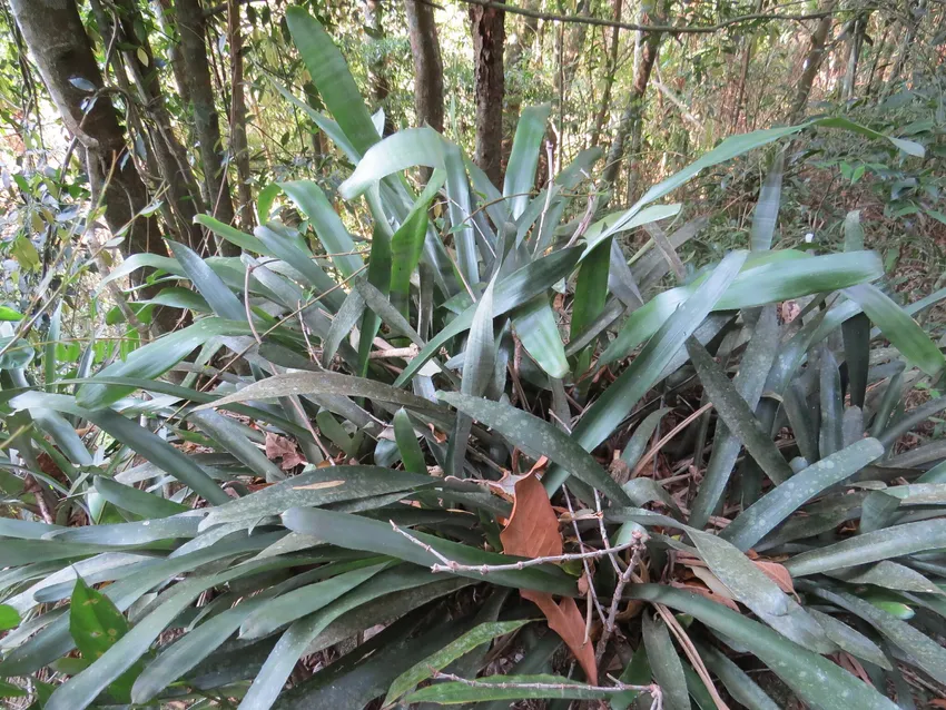 neoregelia tristis plant showing characteristic features