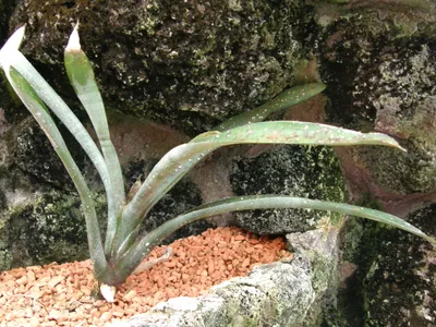 thumbnail neoregelia tristis