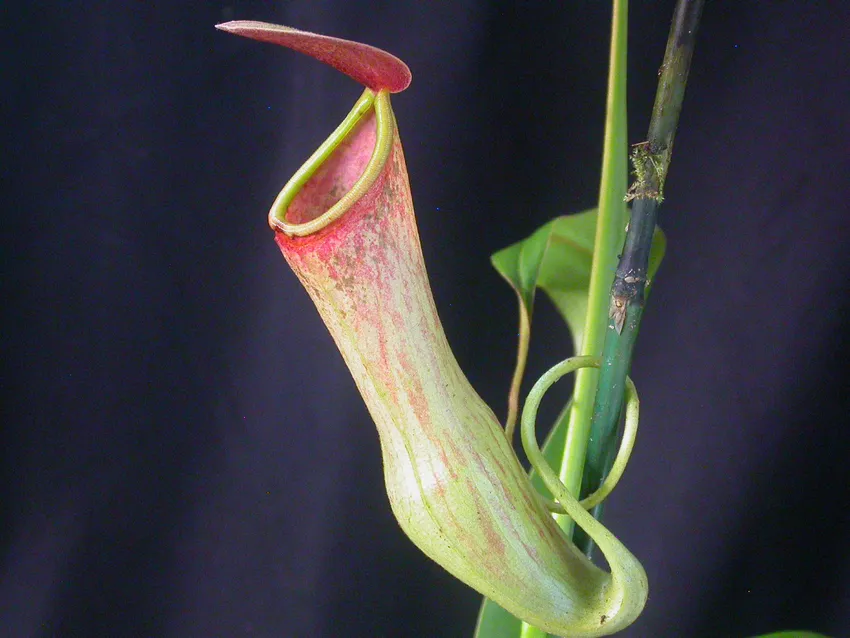 Plante nepenthes khasiana montrant ses caractéristiques typiques