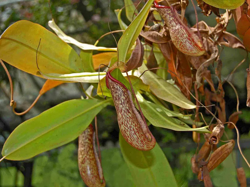 Plante nepenthes miranda montrant ses caractéristiques typiques