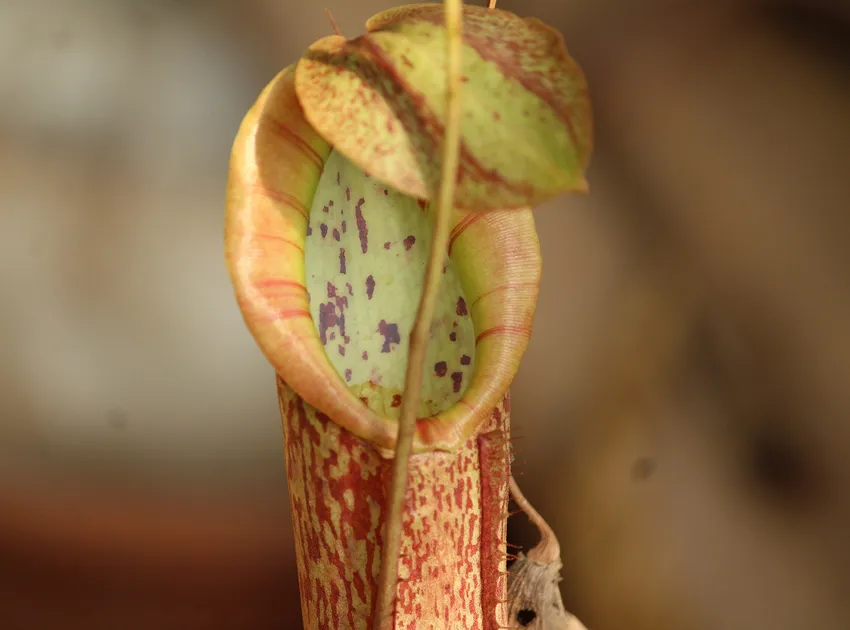 Plante nepenthes miranda montrant ses caractéristiques typiques