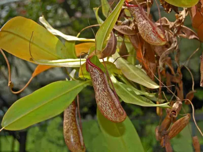 Image miniature nepenthes 'miranda'