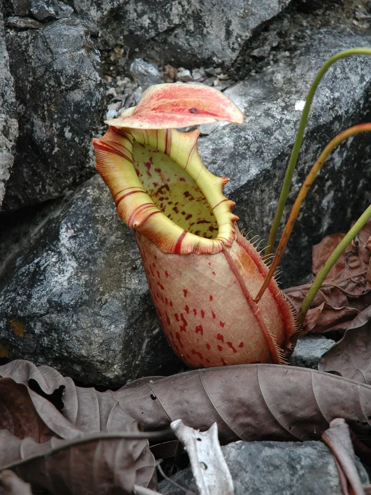 nepenthes northiana plant showing characteristic features
