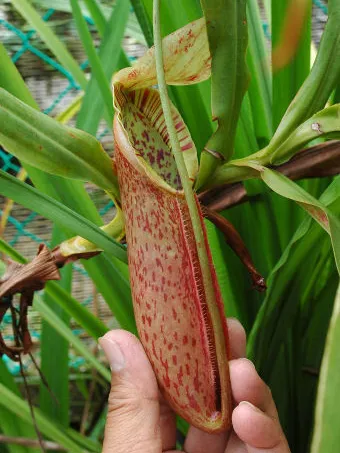 nepenthes northiana plant showing characteristic features