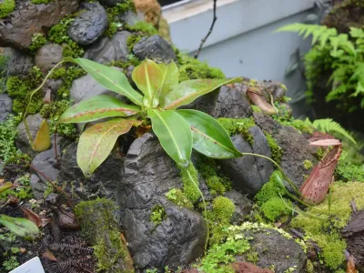 Image miniature nepenthes northiana