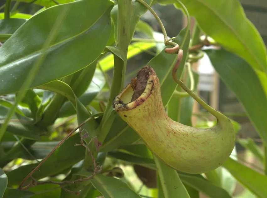 Plante nepenthes rafflesiana montrant ses caractéristiques typiques