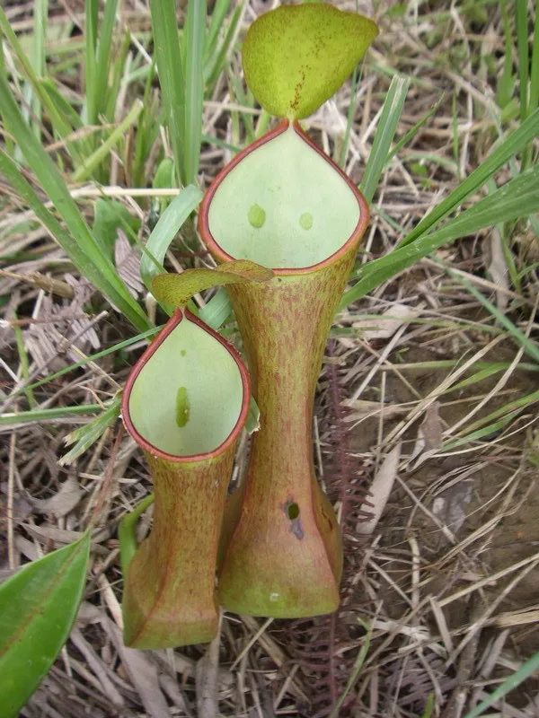 Plante nepenthes reinwardtiana montrant ses caractéristiques typiques