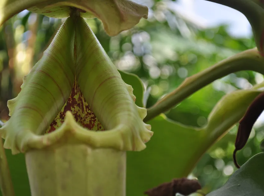 Plante nepenthes truncata montrant ses caractéristiques typiques