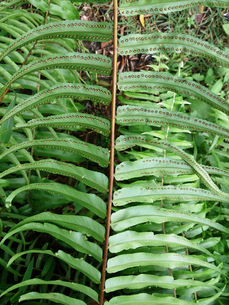 nephrolepis biserrata plant showing characteristic features