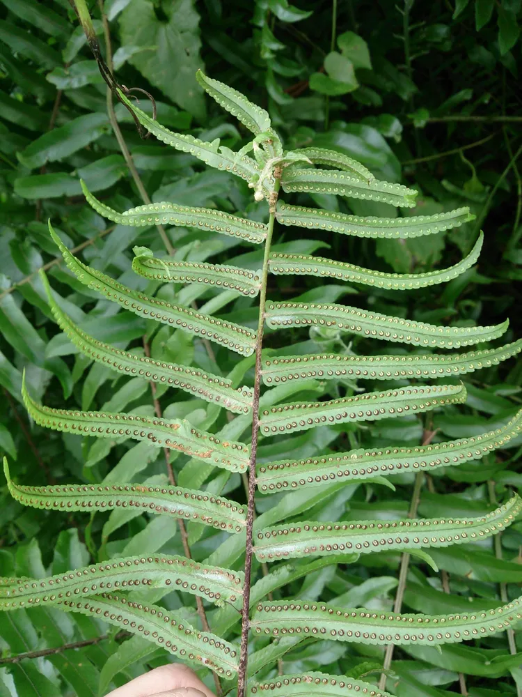 nephrolepis biserrata plant showing characteristic features