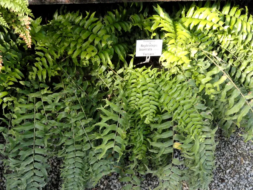 nephrolepis biserrata plant showing characteristic features